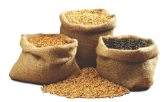 black pearl barley