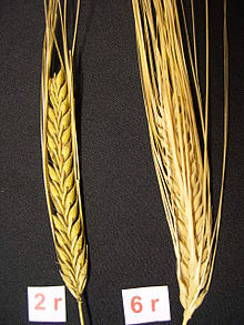 2row-vs-6row