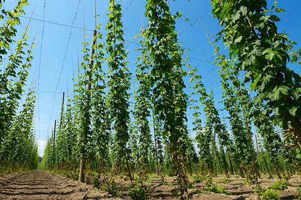 hops