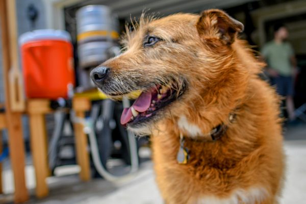 Dog on brew day