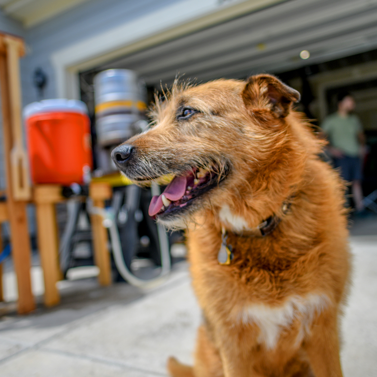 Dog on brew day