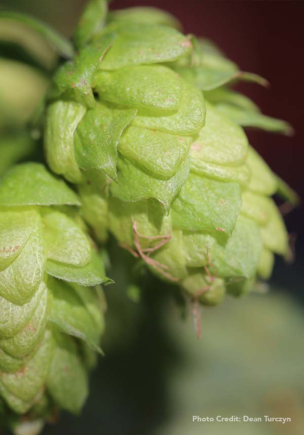 DIY-hop-oast-featured