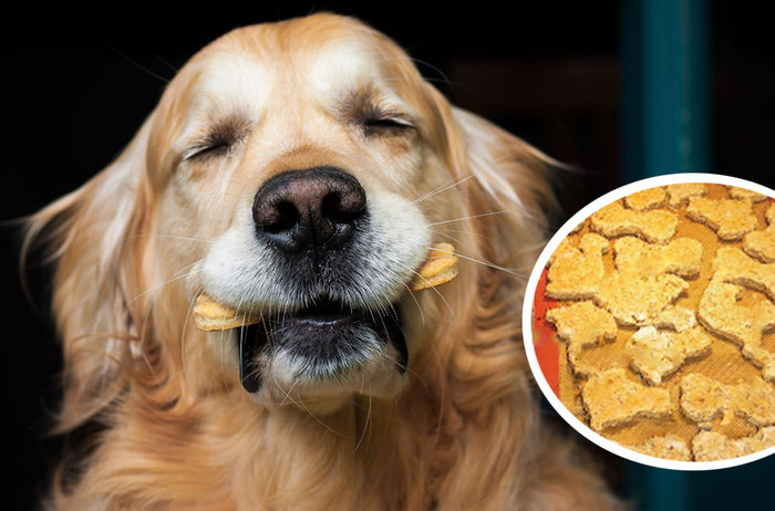 spent grain dog treats