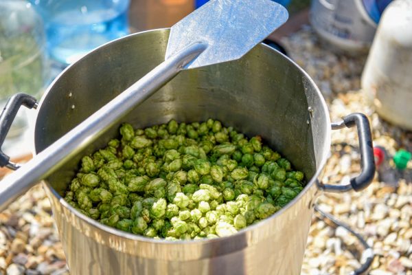 hops in a brew pot