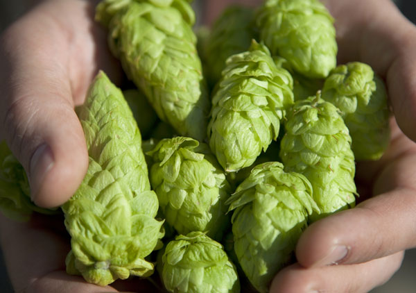 beer trivia