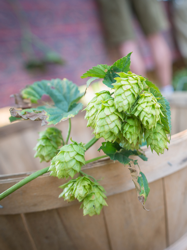 What in the hell is wet hopping beer?