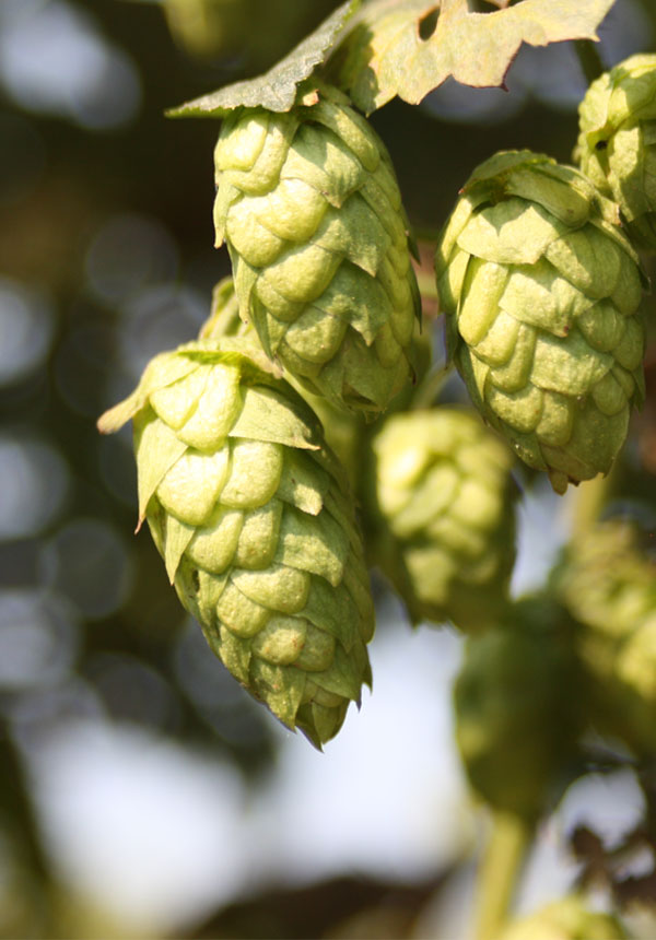 hop storage