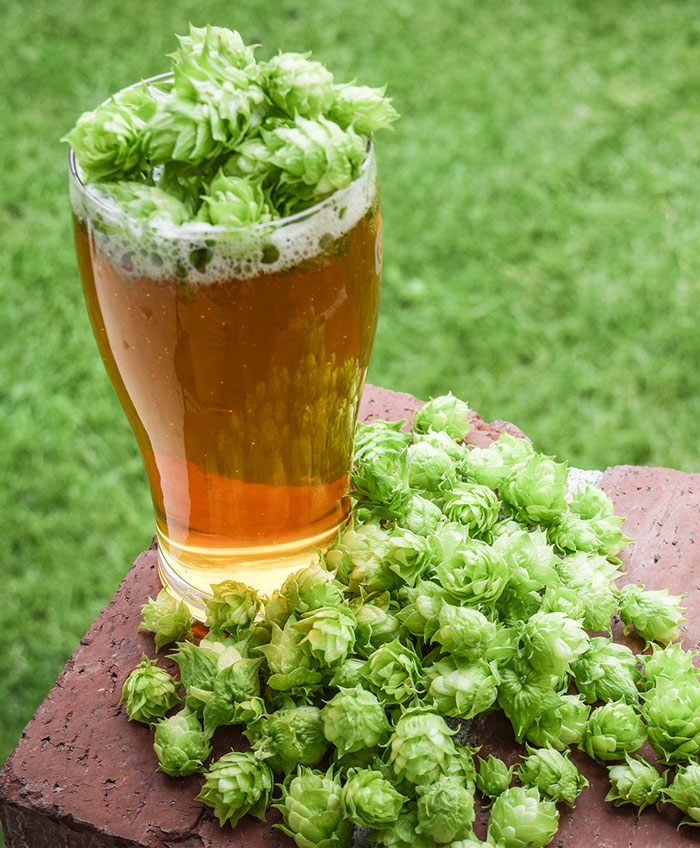 Hop Facts