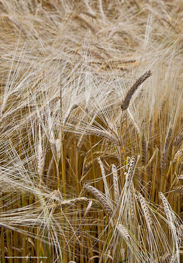 perserving-malt21