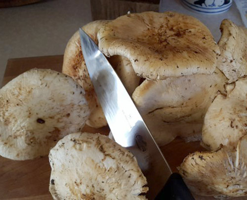 Mushroom Beer