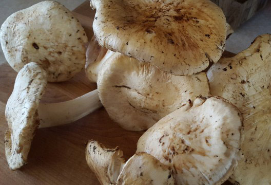 Mushroom Homebrew