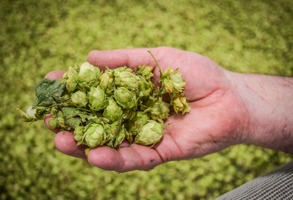 hop trivia