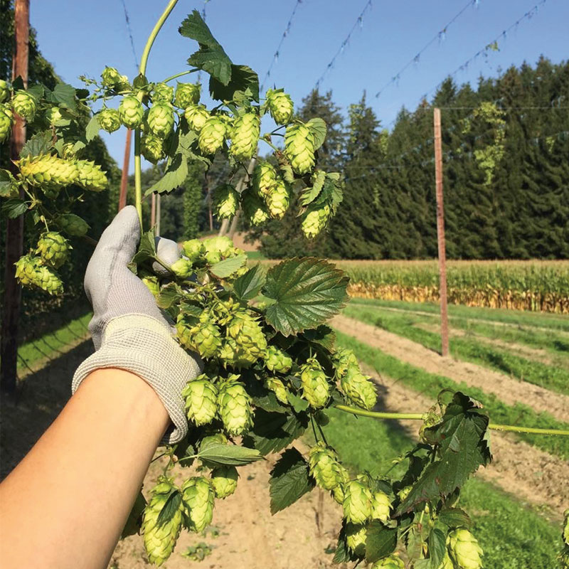 British Hops Feature