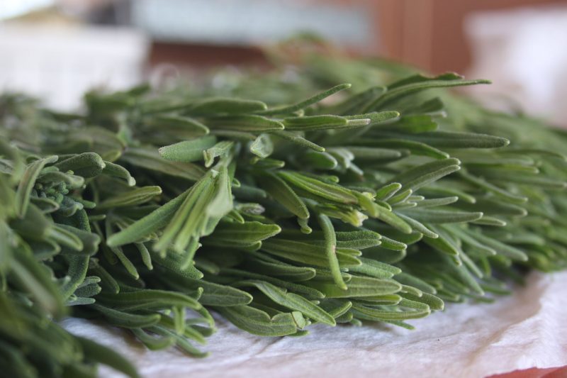 social foraging