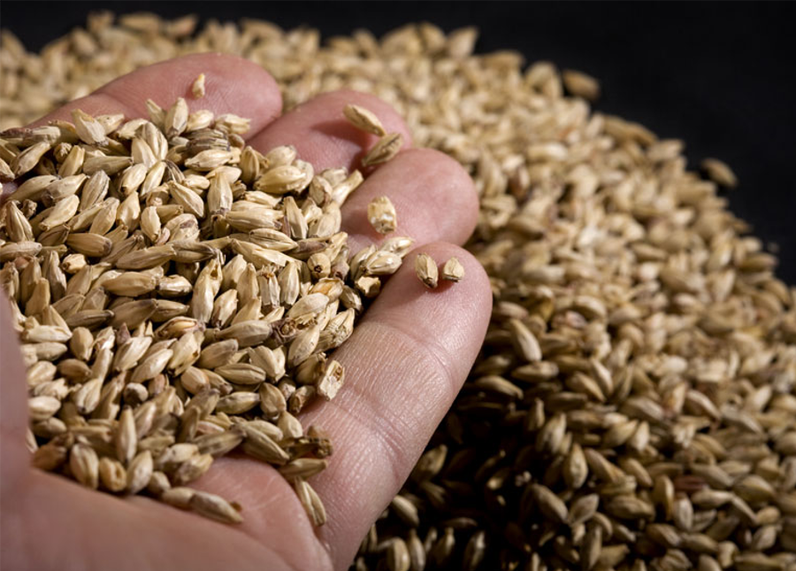 pale vs pilsner malt