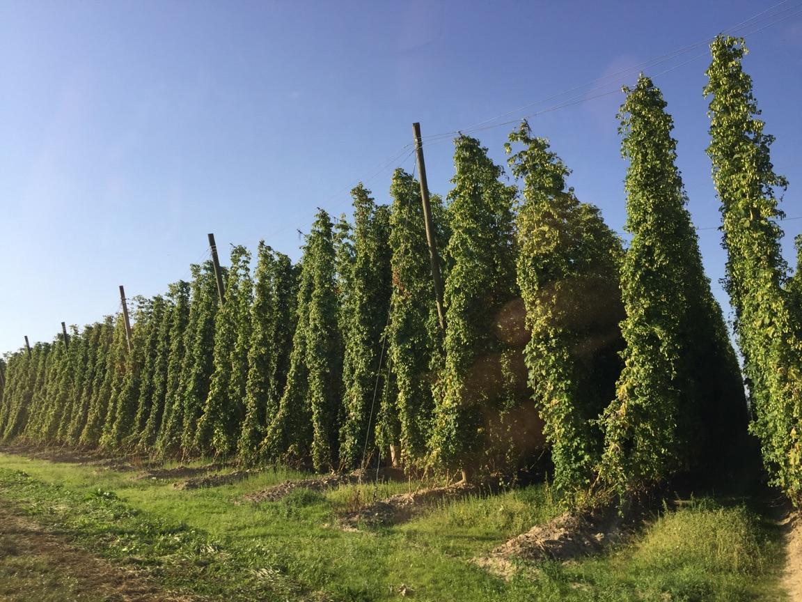 Hop FIelds Growth