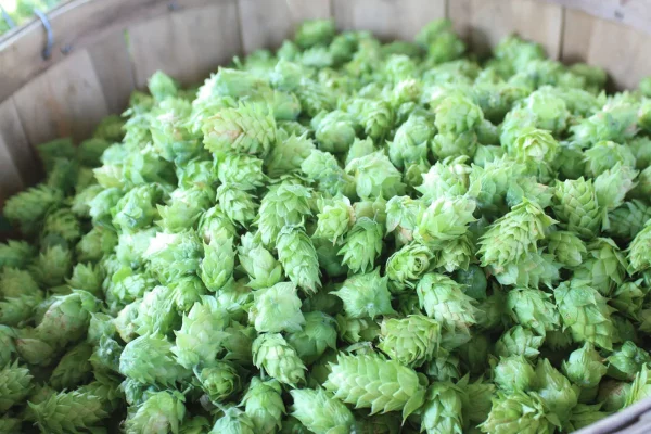 bright green whole hop cones in an barrel