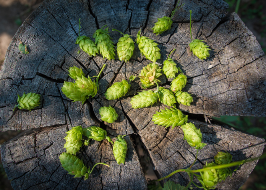 Hops_900x645