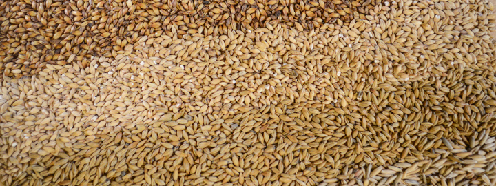 get-malt