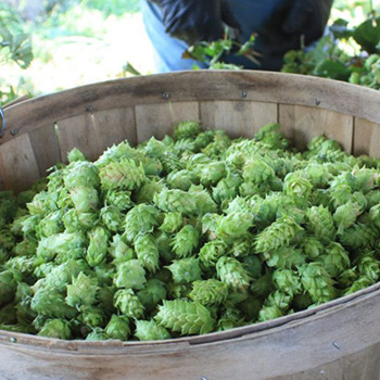 how-to-grow-hops