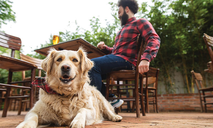 drinking-with-your-dog