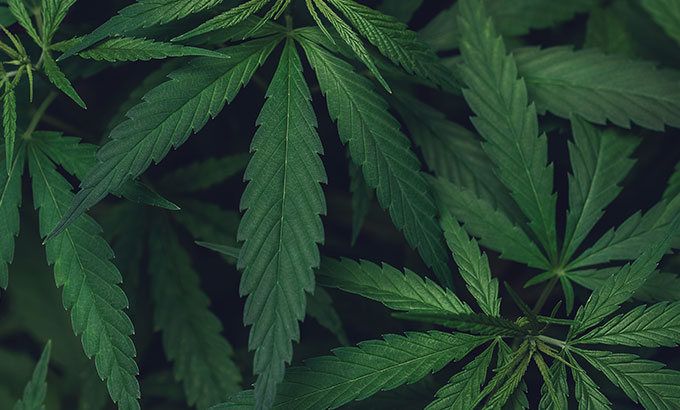 Brewing with Cannabis