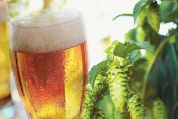 hop-forward-pilsners