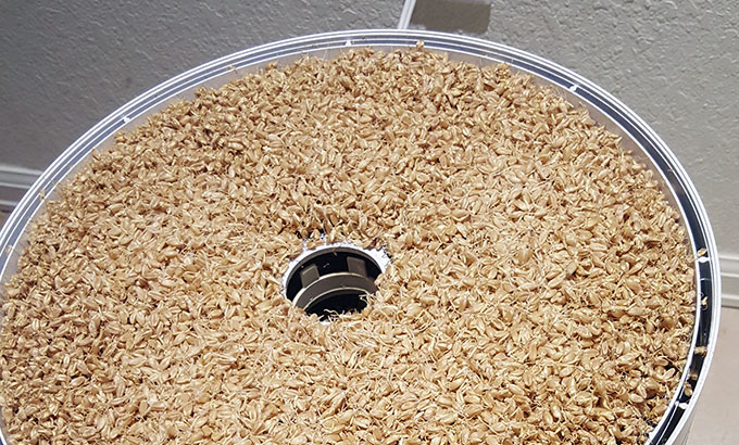 Malting Wheat