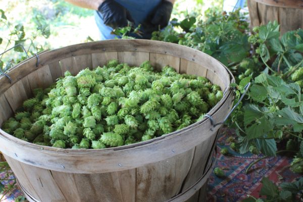 homegrown-hops-harvest