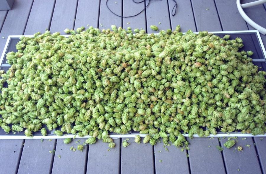 hops-harvest-season