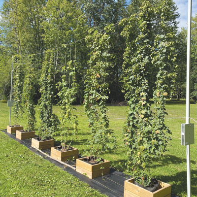 19_IBEX-Hops-System_REVISED_AHAHGG_1