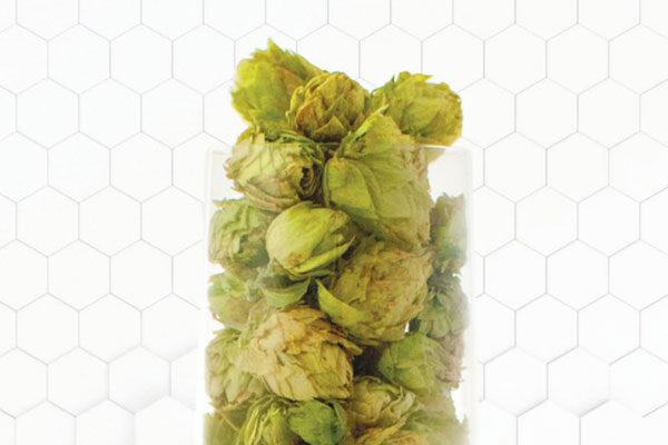 zymma17-hops