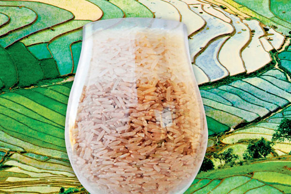 zymmj17-brewing-with-rice