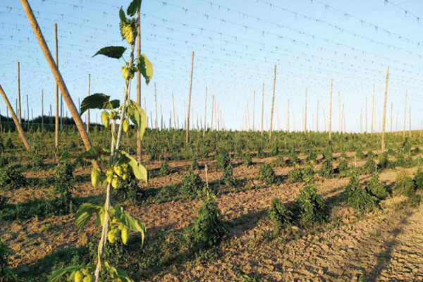 zymnd17-hallertau-hop-harvest