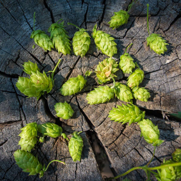 hops-on-a-stump-square