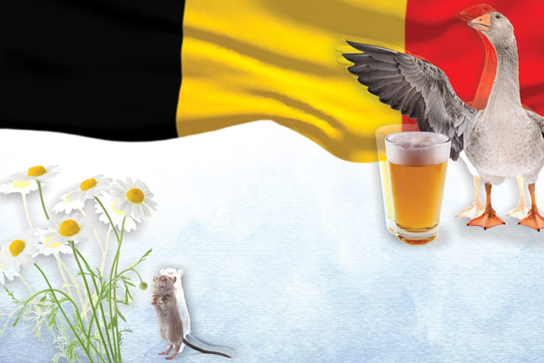 healthy-belgian-beer-mj2021