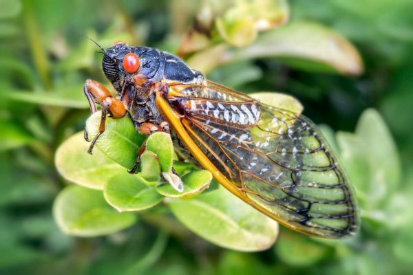 cicada-beer