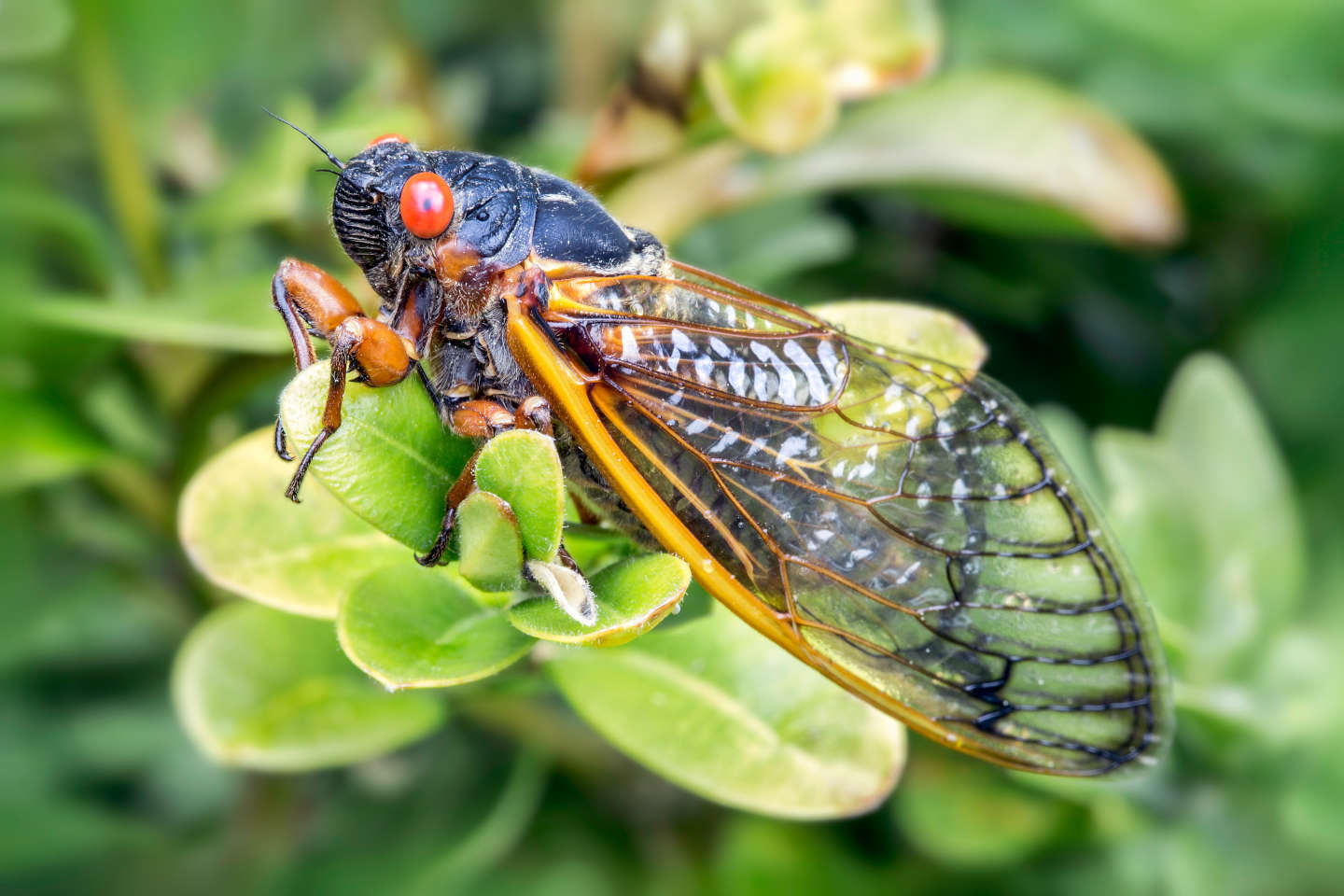 cicada-beer