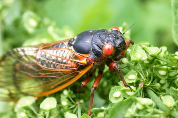 cicada
