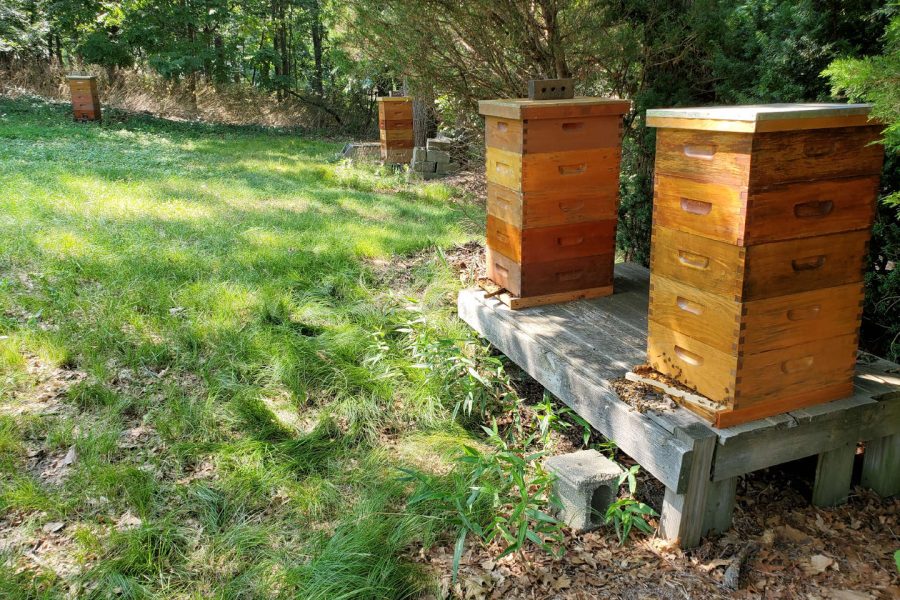 Beekeeping-equipment-outside