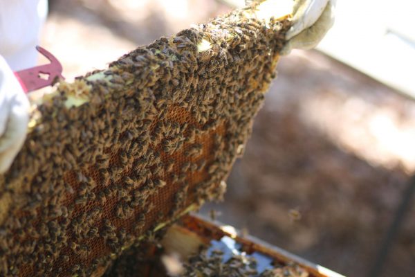 bee-hive-frame-mead