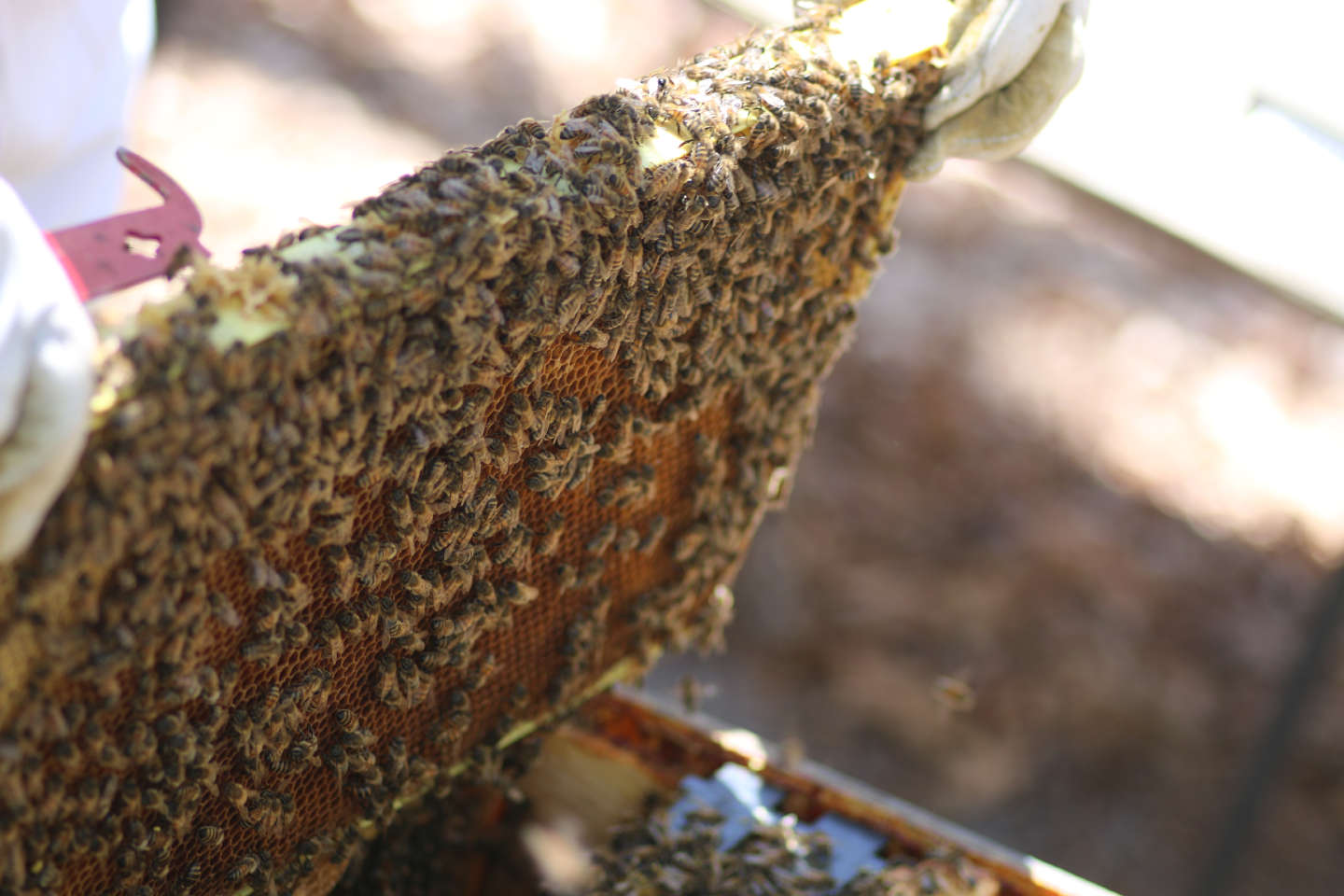 bee-hive-frame-mead