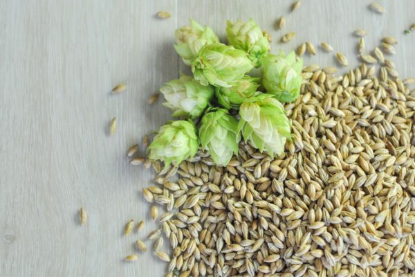 beer ingredients malt and hops