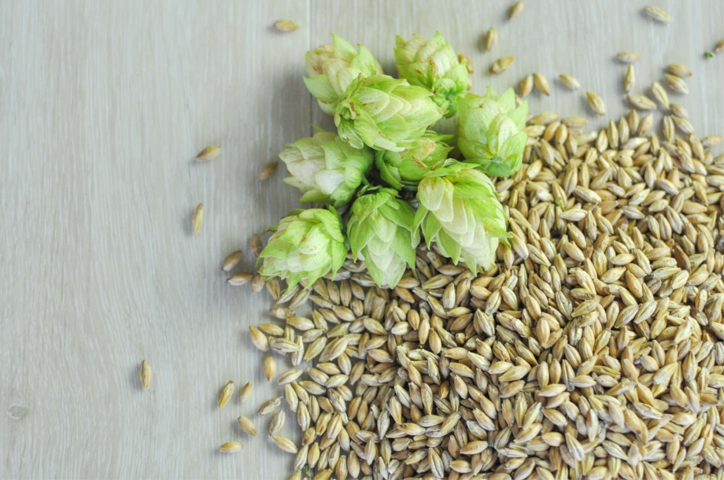 beer ingredients malt and hops