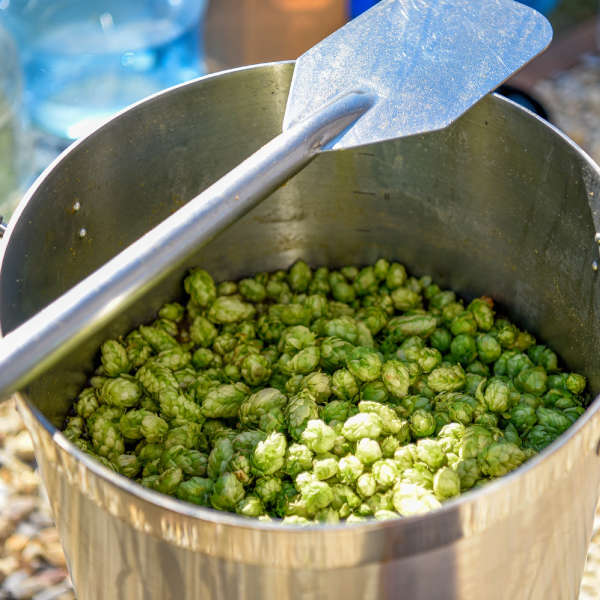 fresh-hop-homebrew-pot