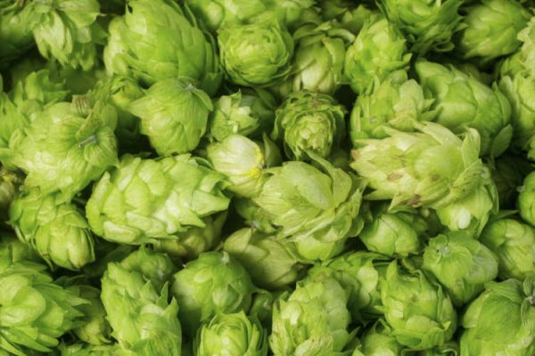 hops-for-homebrewing-beer