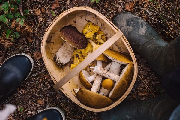 foraged mushrooms in a basket