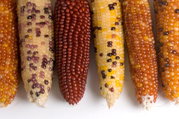 maize corn varieties