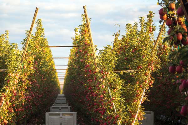 apple orchard in the Pacific Northwest