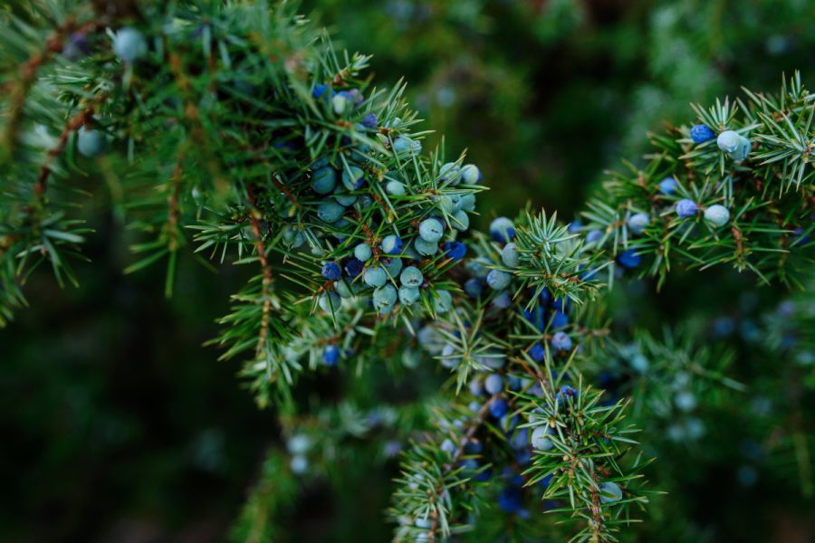 juniper branches and berries